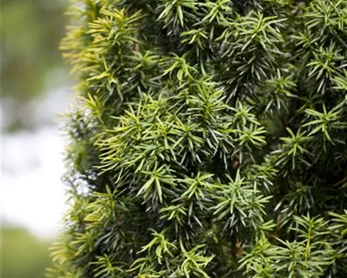 Taxus baccata Taxus baccata