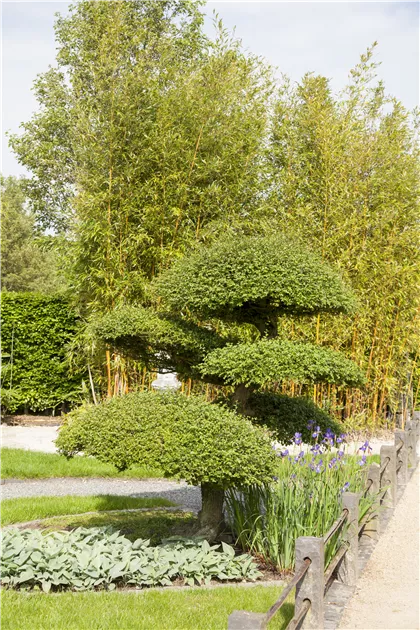 Taxus baccata - Baumschule Teuffenbach