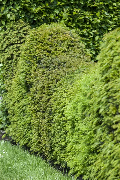Taxus baccata - Baumschule Teuffenbach