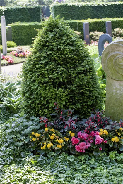 Taxus baccata - Baumschule Teuffenbach