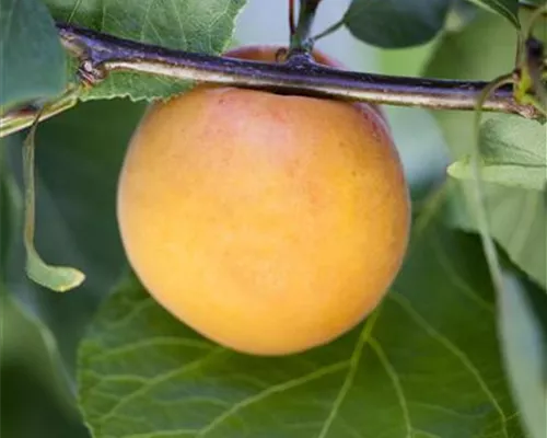 Prunus arm.'Hargrand' CAC Prunus arm.'Hargrand' CAC