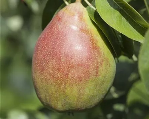 Pyrus com.'Clairgeau's Butterbir.' CAC Pyrus com.'Clairgeau's Butterbir.' CAC