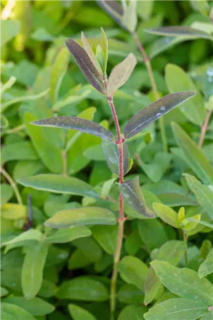 Lonicera kamtschatica 'Wojtek' -R - Baumschule Teuffenbach