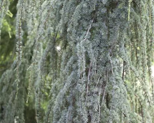 Cedrus atlantica 'Glauca Pendula'