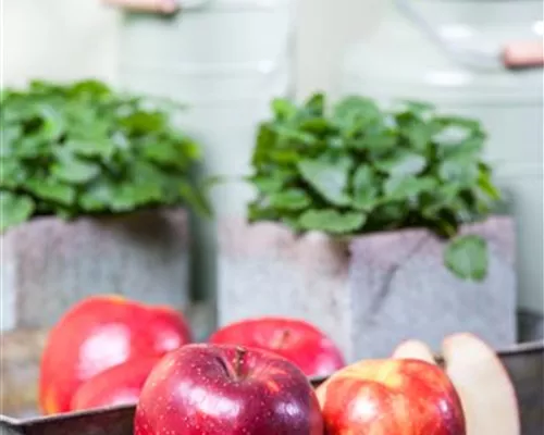 Malus domestica 'Fruchtsorte' Malus domestica 'Fruchtsorte'