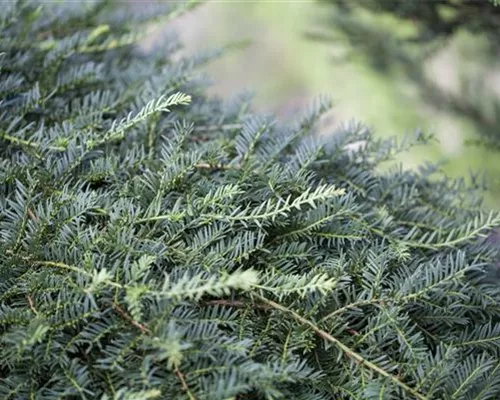 Taxus baccata 'Dovastoniana' Taxus baccata 'Dovastoniana'