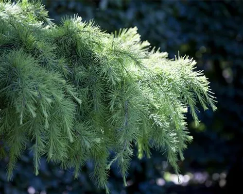 Cedrus deodara 'Pendula'