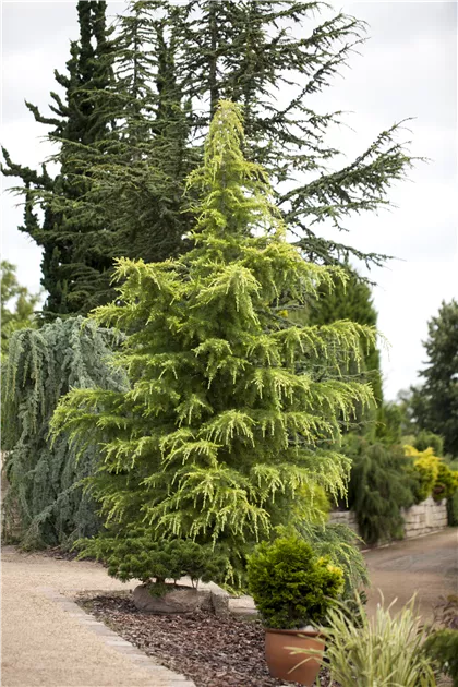 Cedrus deodara