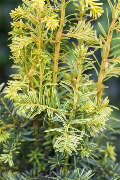 Taxus baccata 'Dovastonii Aurea' - Baumschule Teuffenbach
