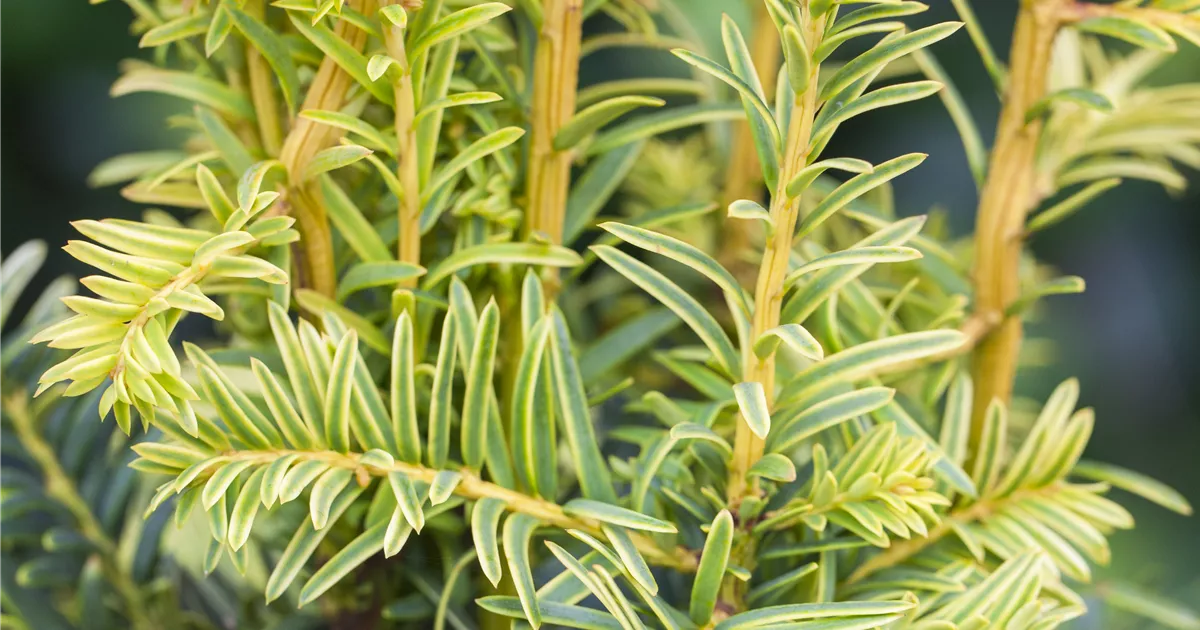 Taxus baccata 'Dovastonii Aurea' - Baumschule Teuffenbach