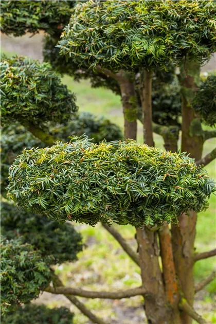 Taxus baccata 'Dovastonii Aurea' - Baumschule Teuffenbach