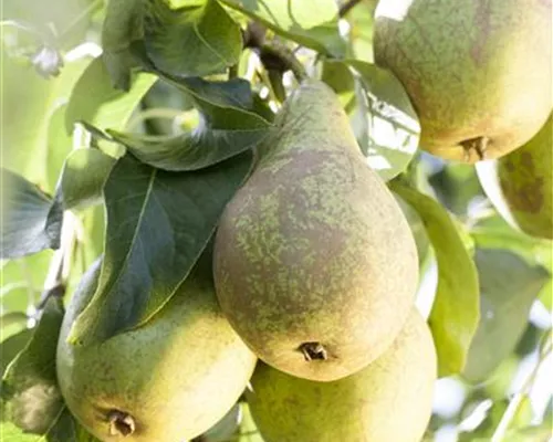 Pyrus com.'Conferencebirne' CAC Pyrus com.'Conferencebirne' CAC