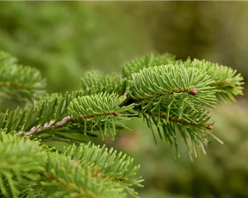 Abies nordmanniana