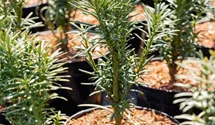 Taxus baccata 'Fastigiata Aurea' - Baumschule Teuffenbach