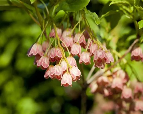 Enkianthus campanulatus Enkianthus campanulatus