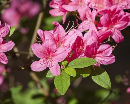 Rhododendron obt.'Madame Albert v.Hecke' III