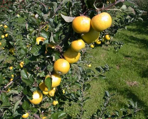 Malus 'Ananasrenette' CAC Malus 'Ananasrenette' CAC