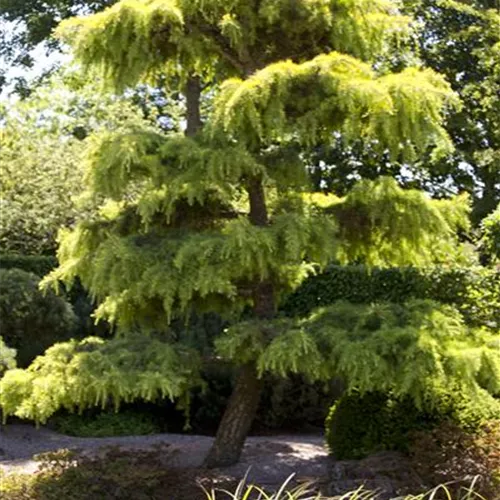 Cedrus libani