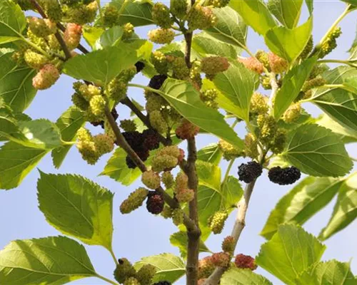 Morus nigra