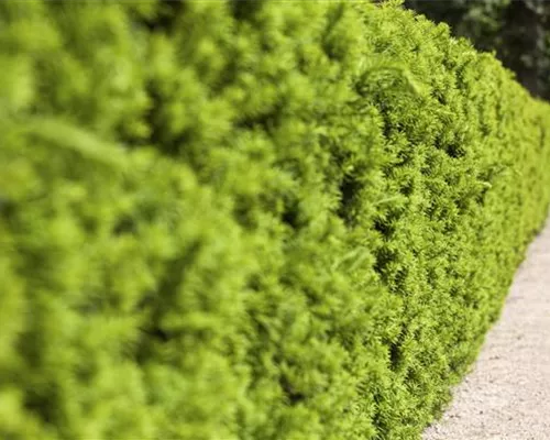 Taxus media 'Hicksii' Taxus media 'Hicksii'