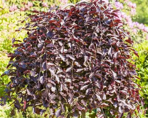 Fagus sylvatica 'Purpurea Pendula'