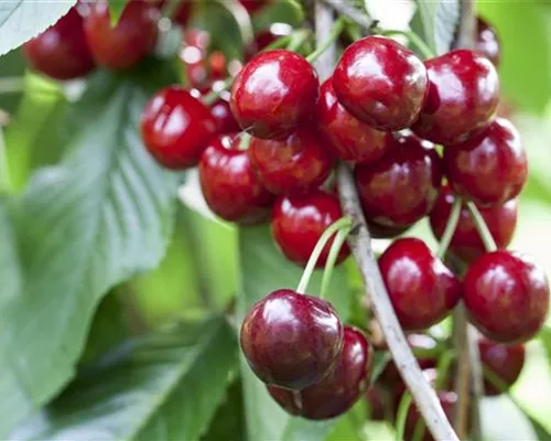 Prunus av.'Burlat' CAC Prunus av.'Burlat' CAC