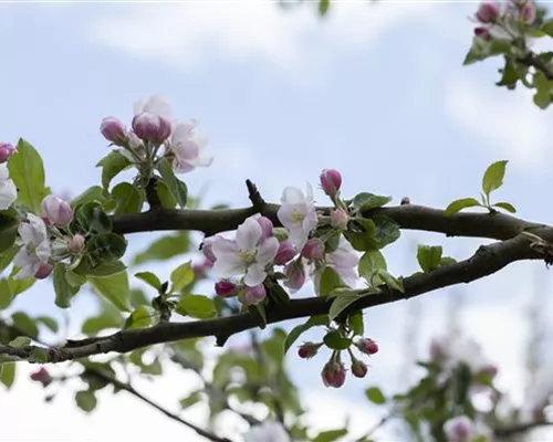 Malus 'Bohnapfel' CAC Malus 'Bohnapfel' CAC