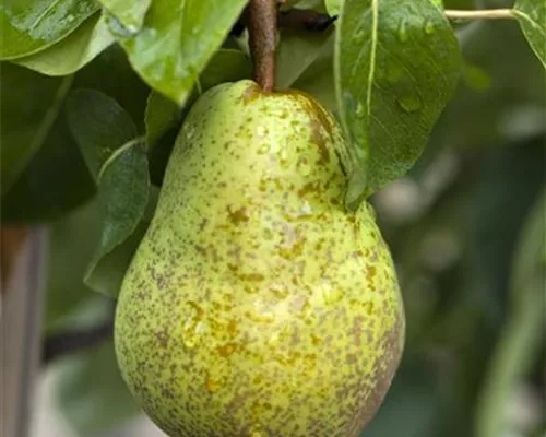 Pyrus com.'Herzogin Elsa' CAC Pyrus com.'Herzogin Elsa' CAC