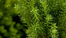 Taxus media 'Hillii' - Baumschule Teuffenbach