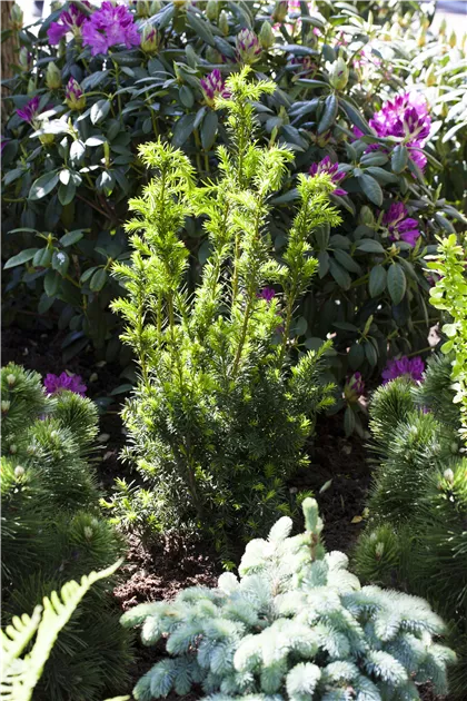 blue thuja Blue Cone Arborvitae Thuja Orientalis Cypress