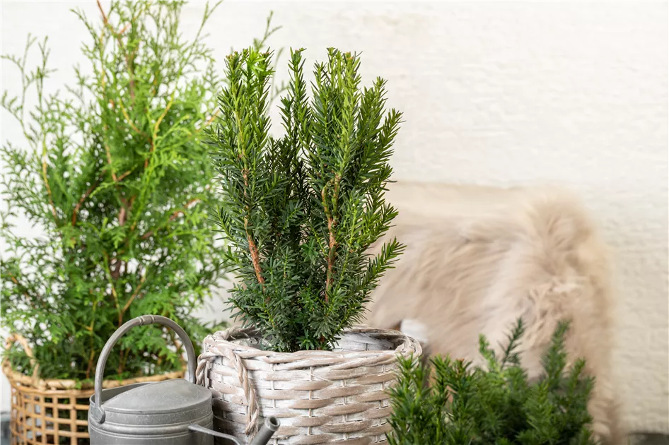 Taxus media 'Hillii' - Baumschule Teuffenbach