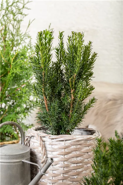 thuja smaragd baum Thuja Smaragd kaufen main image 0
