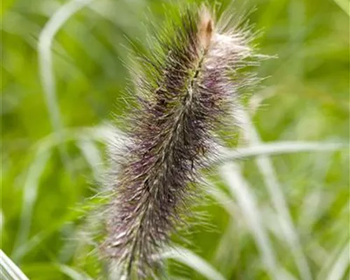 Pennisetum alopecuroides 'Japonicum' Pennisetum alopecuroides 'Japonicum'