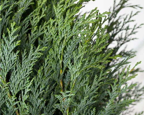 Chamaecyparis laws.'Columnaris'