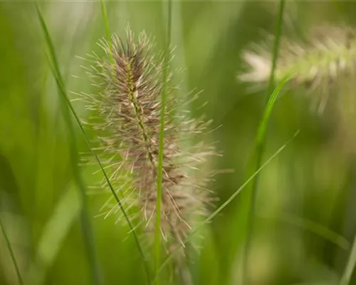 Pennisetum alopecuroides 'Little Bunny' Pennisetum alopecuroides 'Little Bunny'