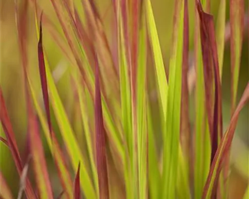 Imperata cylindrica var.koenig.'Red Baron' Imperata cylindrica var.koenig.'Red Baron'