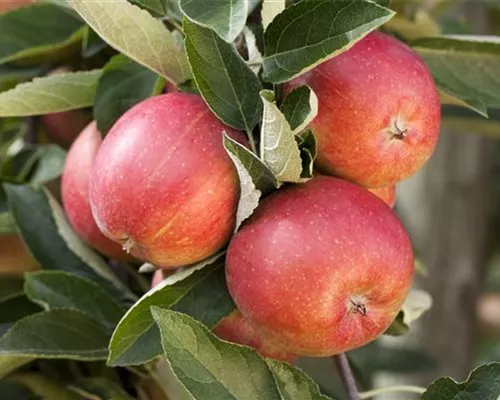 Malus 'Braeburn' Malus 'Braeburn'