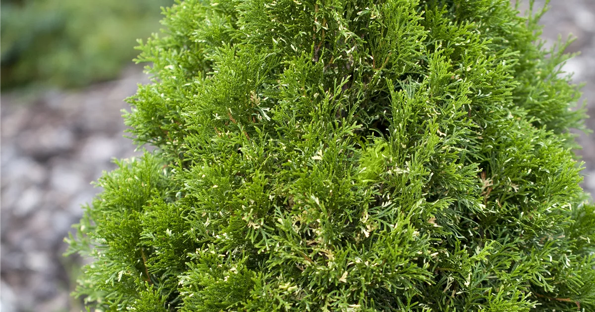 Thuja occidentalis - Baumschule Teuffenbach
