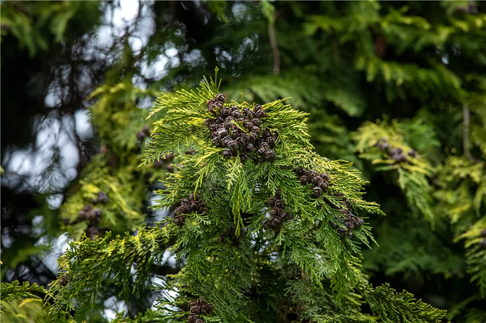 Thuja occidentalis - Baumschule Teuffenbach