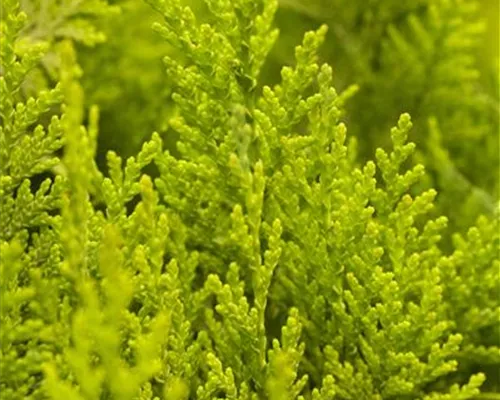 Chamaecyparis laws.'Ivonne'