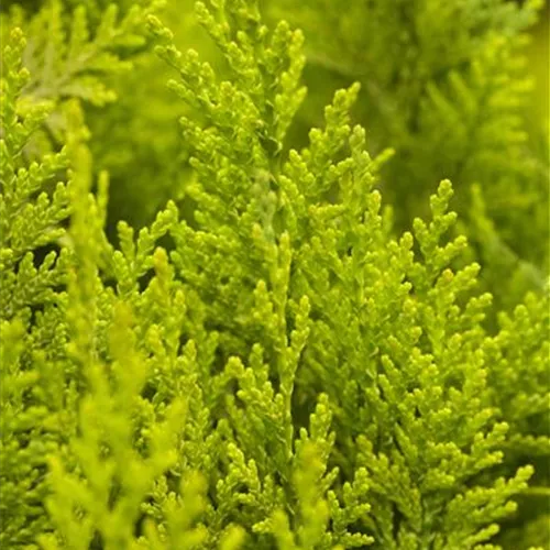 Chamaecyparis laws.'Ivonne'