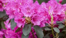 Rhododendron