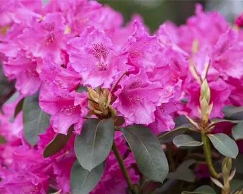 Rhododendron williams.'August Lamken' I Rhododendron williams.'August Lamken' I