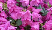 Rhododendron