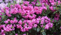 Rhododendron
