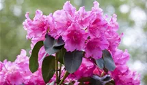 Rhododendron