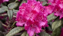 Rhododendron