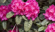 Rhododendron