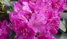 Rhododendron