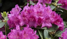 Rhododendron